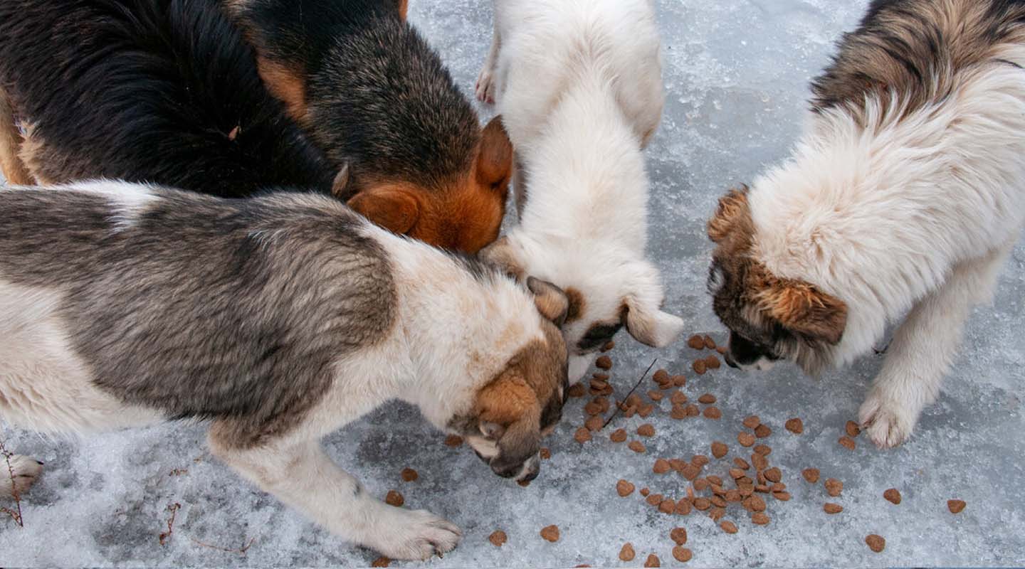 Проблему подкормки беспризорных собак решат депутаты краевой Думы