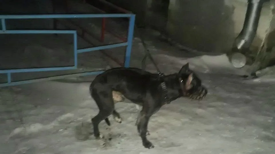 Оставленную на морозе истощенную собаку спасли в Комсомольске