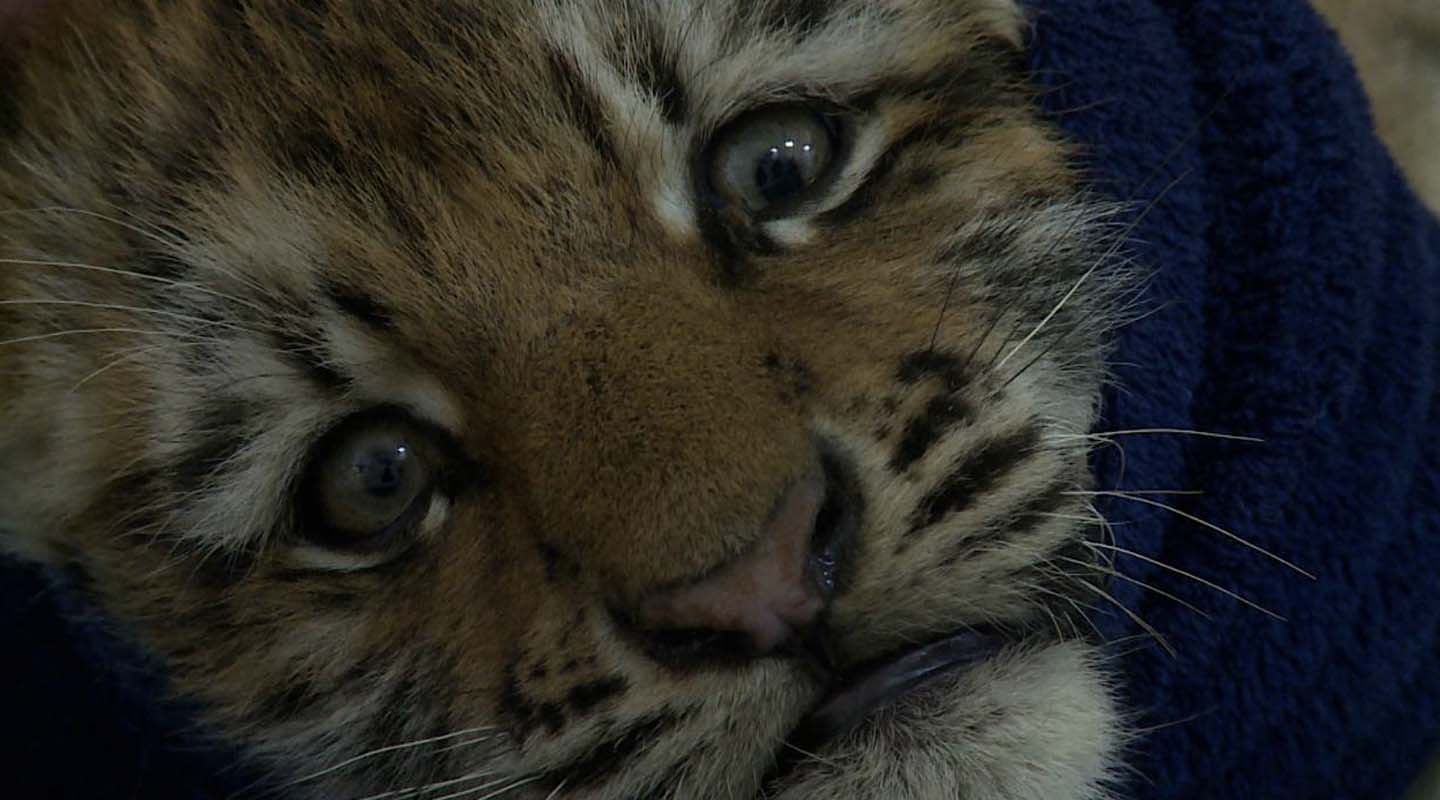 Спасённого на комсомольской трассе тигрёнка передадут в зоосад
