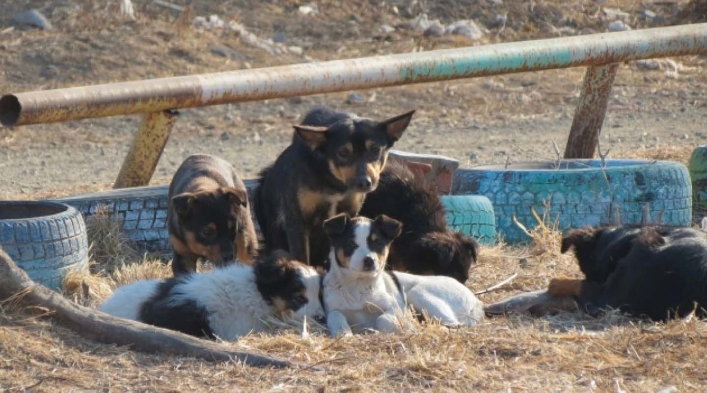 Эвтаназию агрессивных собак не будут вводить в Хабаровском крае 