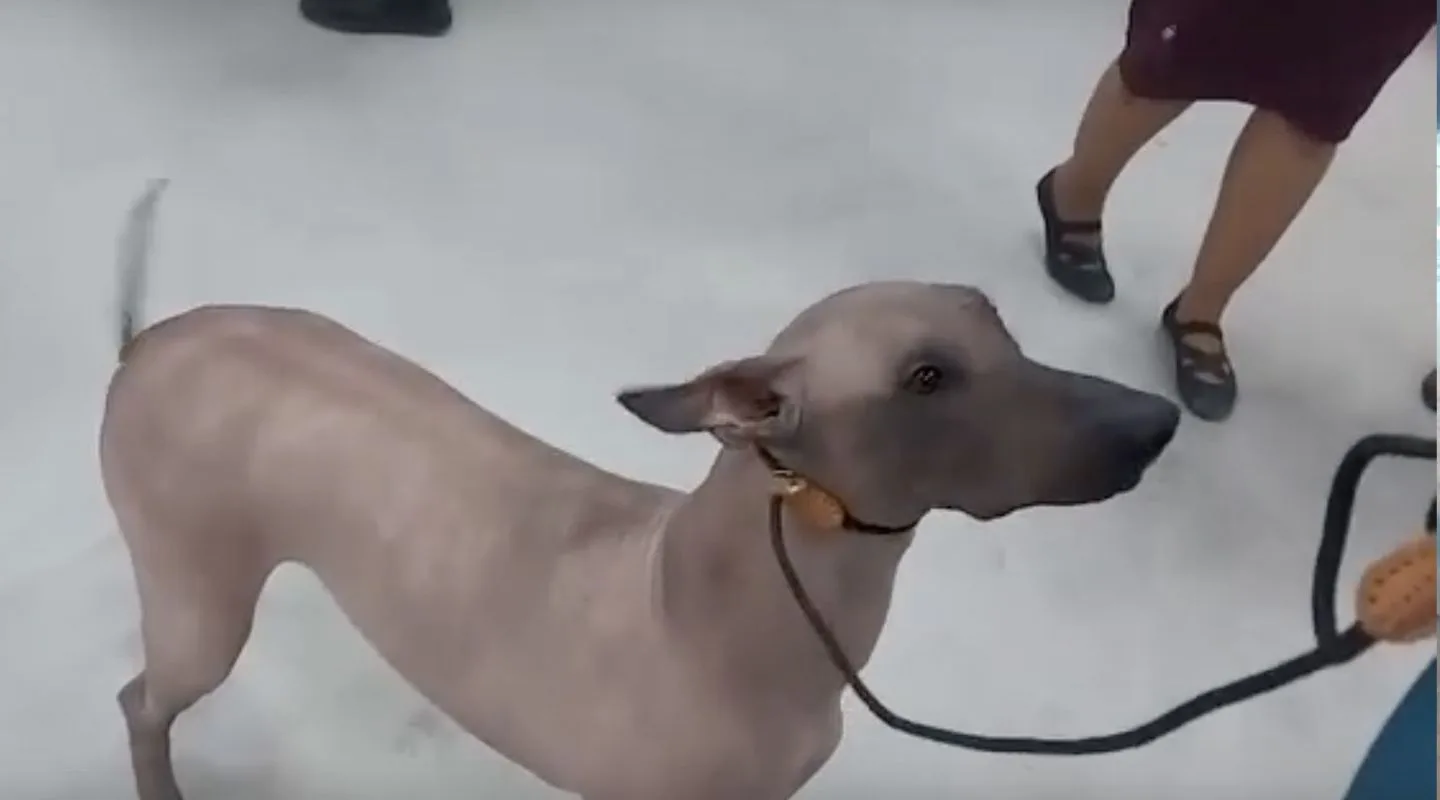 Комсомольчане увидели редкую мексиканскую лысую собаку на выставке «Рождественские встречи»