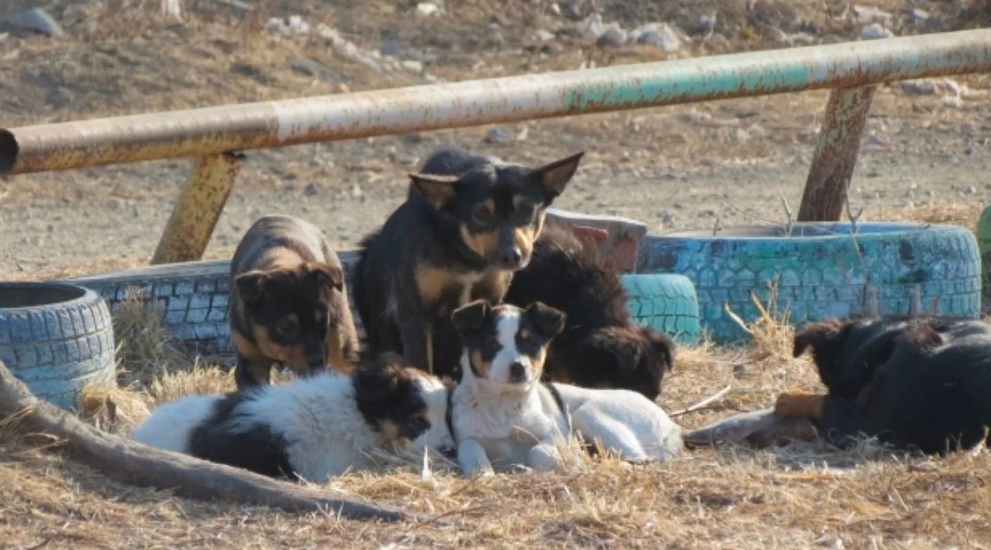 Эвтаназию бродячих собак хочет легализовать краевое управление ветеринарии