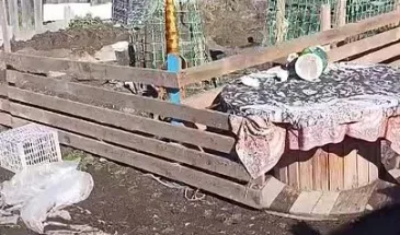 На комсомольскую ферму «Алмаз» напал дикий зверь