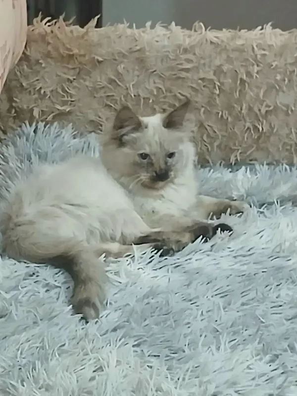 Пропала кошка