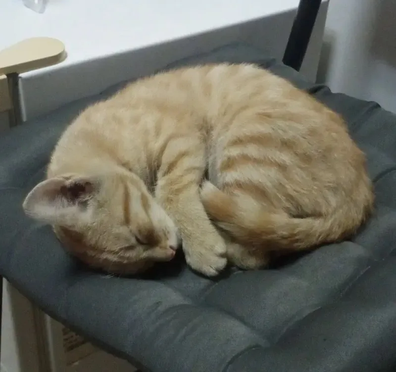 Отдам котёнка в добрые руки