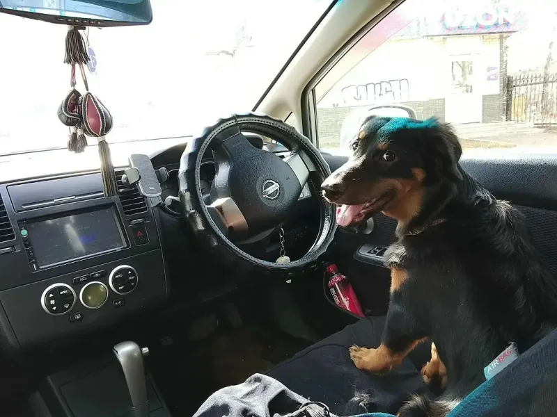 Пропала собака