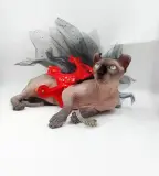 Отдам в добрые руки кота породы эльф