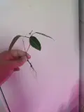 Продам комнатные растения