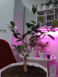 Срочно продам каламандин