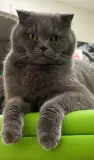 Пропал кот