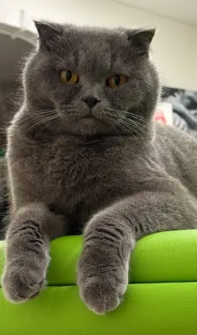 Пропал кот