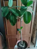 Продам комнатные растения