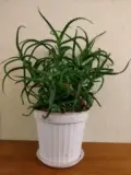 Продам алоэ без горшка