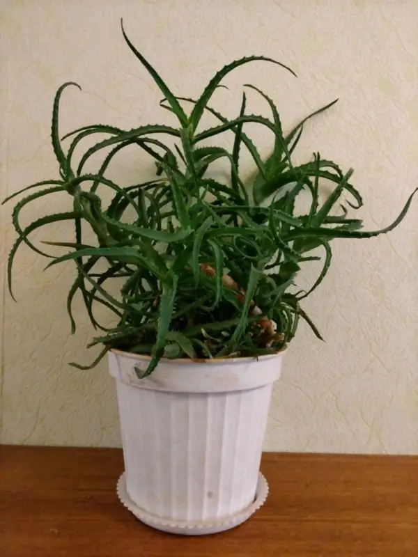 Продам алоэ без горшка