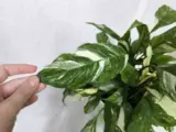 Продам комнатное растение