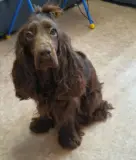Пропала собака