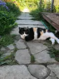 Пропала кошка