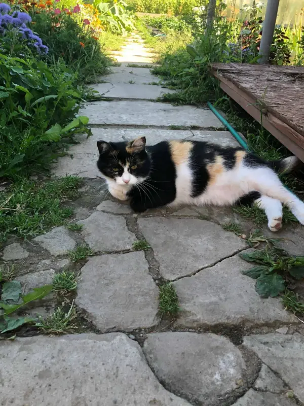 Пропала кошка