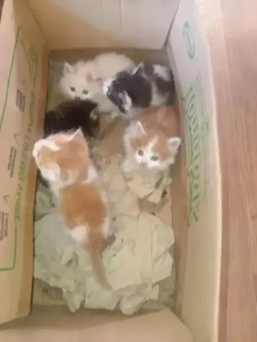 Отдам котят в добрые руки