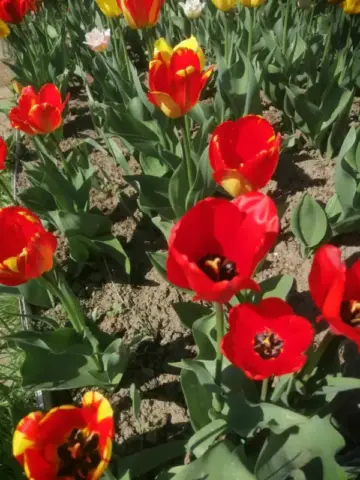 Продам клубни голландских тюльпанов