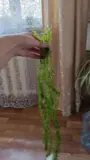 Продам аквариумное растение Элодея