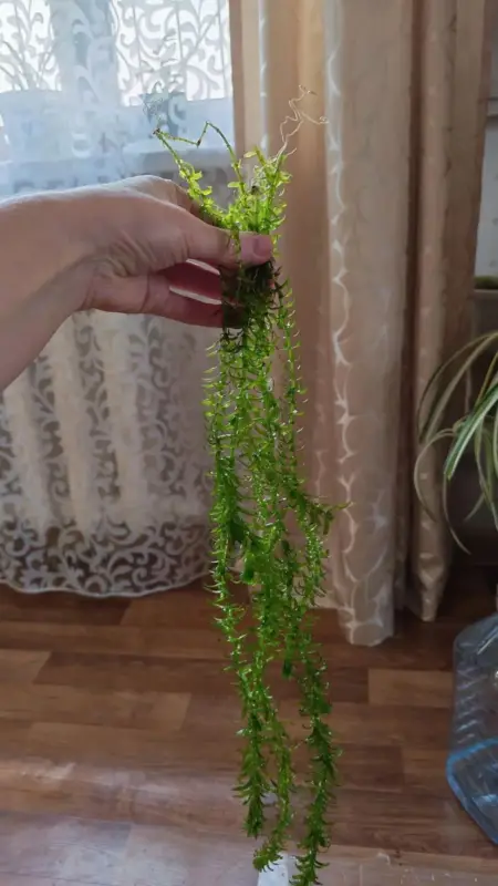 Продам аквариумное растение Элодея