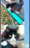 Отдам кота