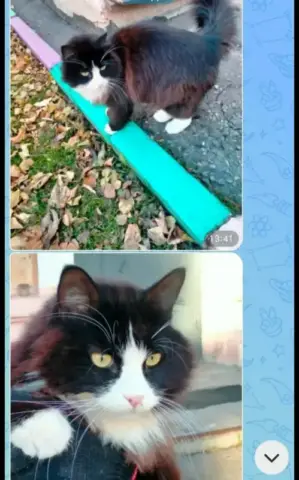 Отдам кота