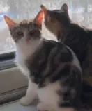 Ищу кошку Соню