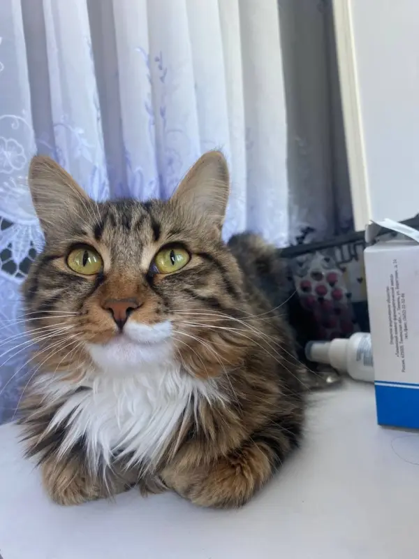 Потеряна кошечка